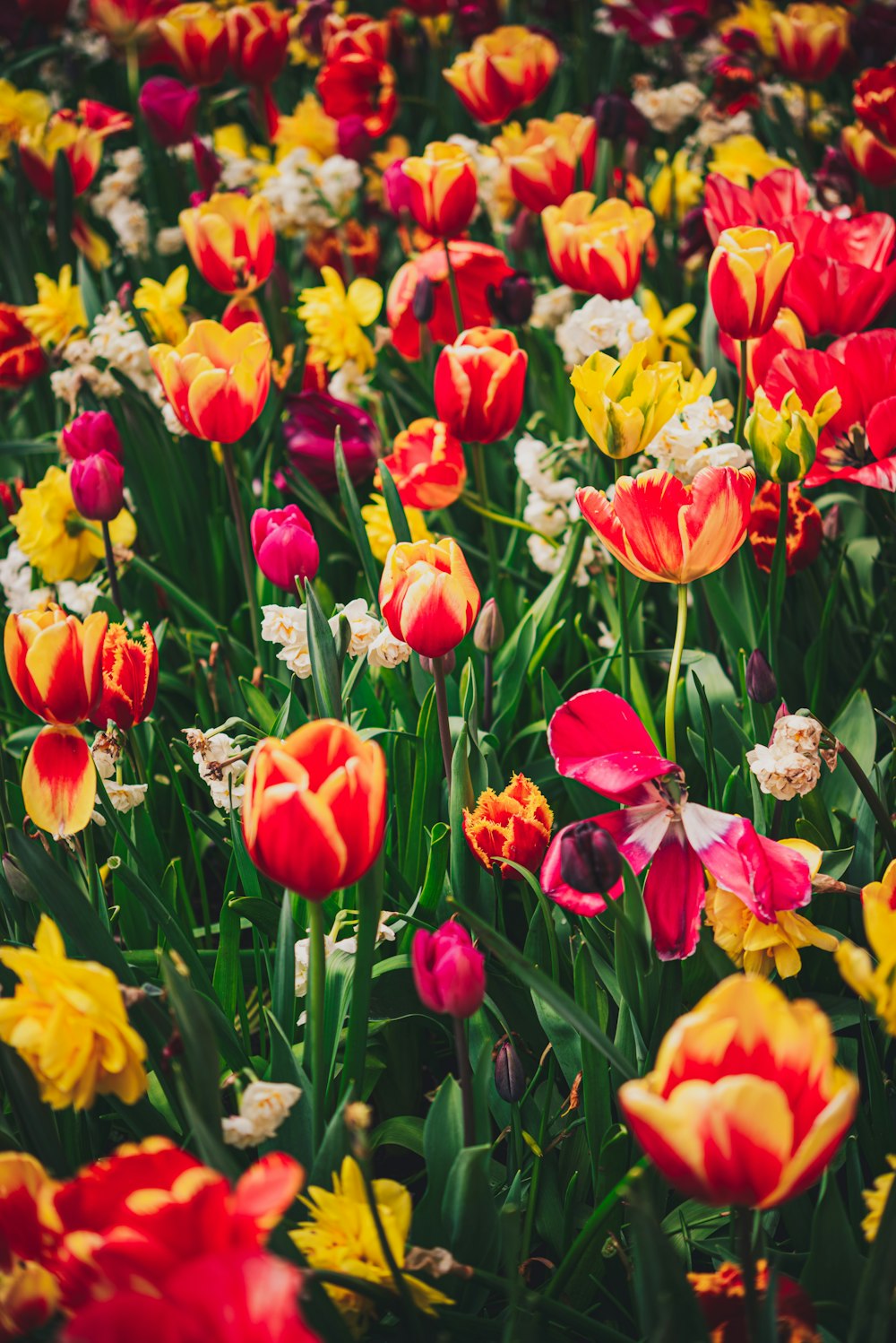 a field of red, yellow, and white tulips