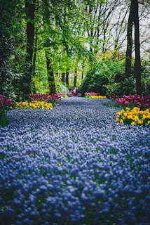 a path in the middle of a field of flowers