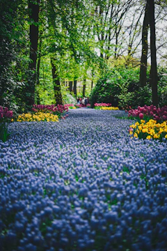 a path in the middle of a field of flowers