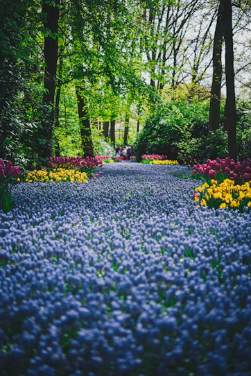 a path in the middle of a field of flowers