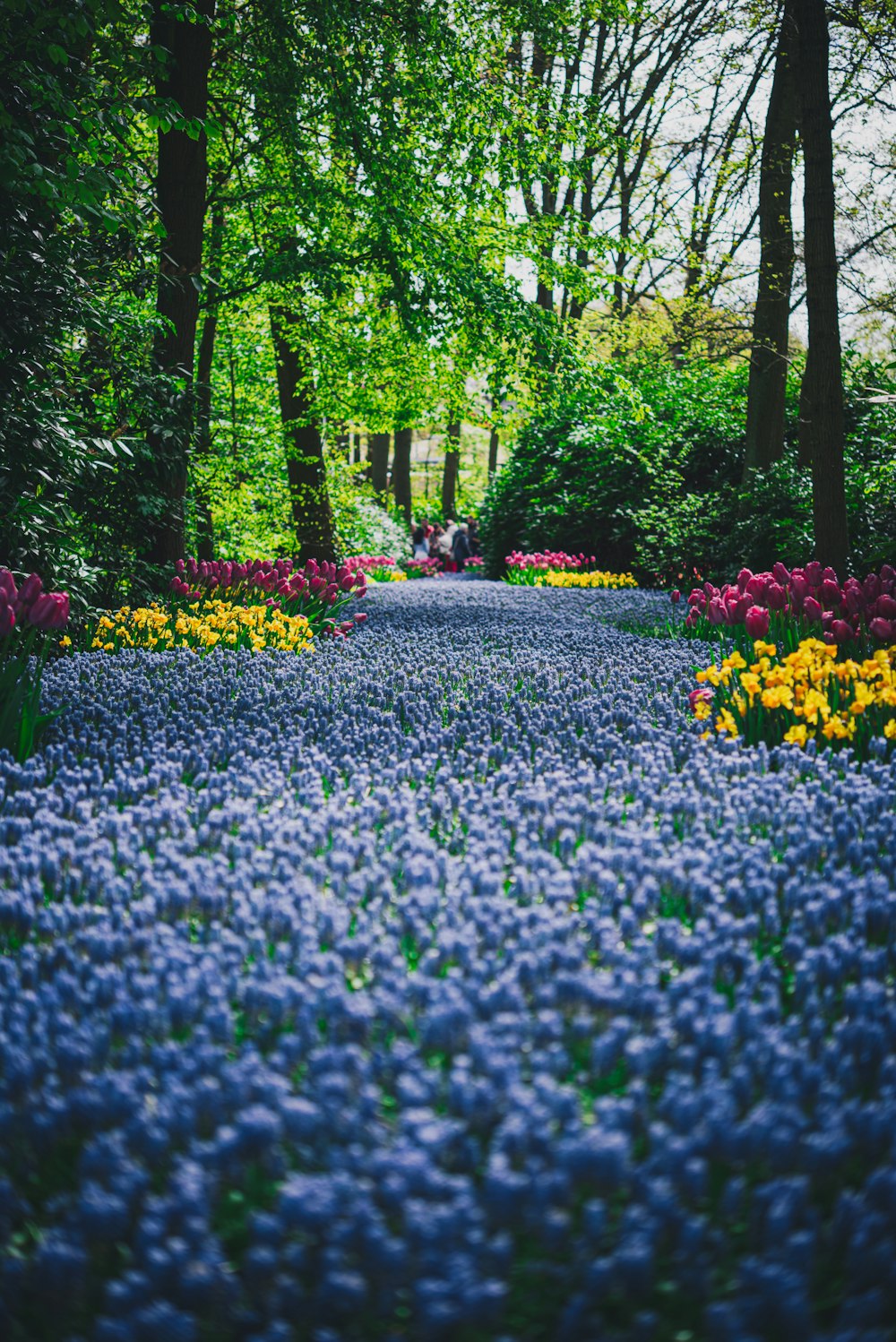 a path in the middle of a field of flowers