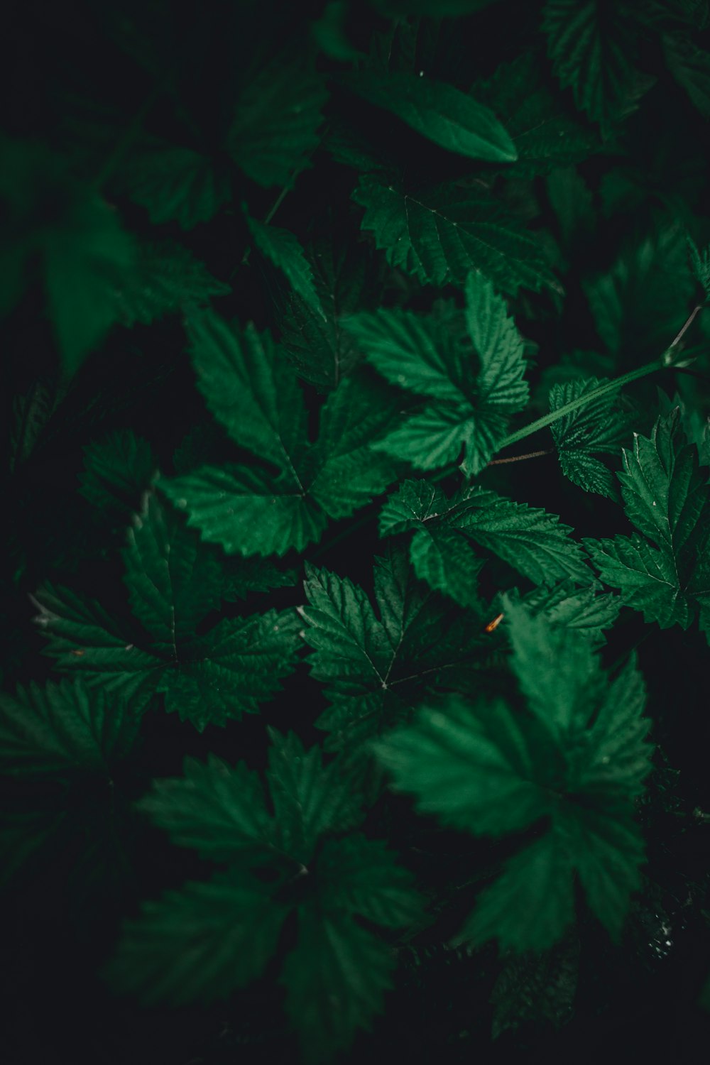 a bunch of green leaves in the dark