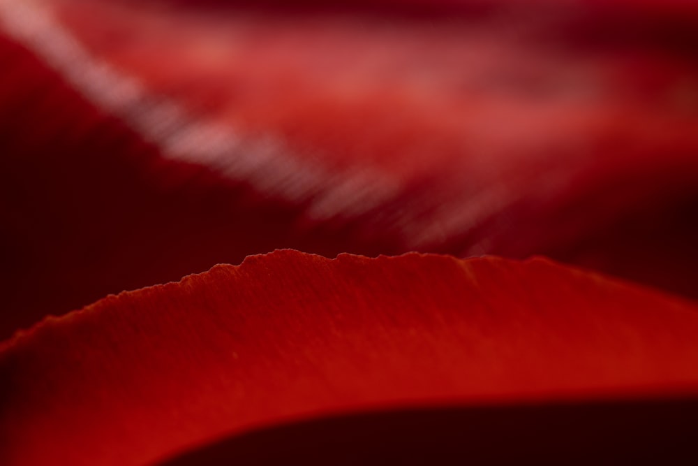 a close up of a red flower with a blurry background