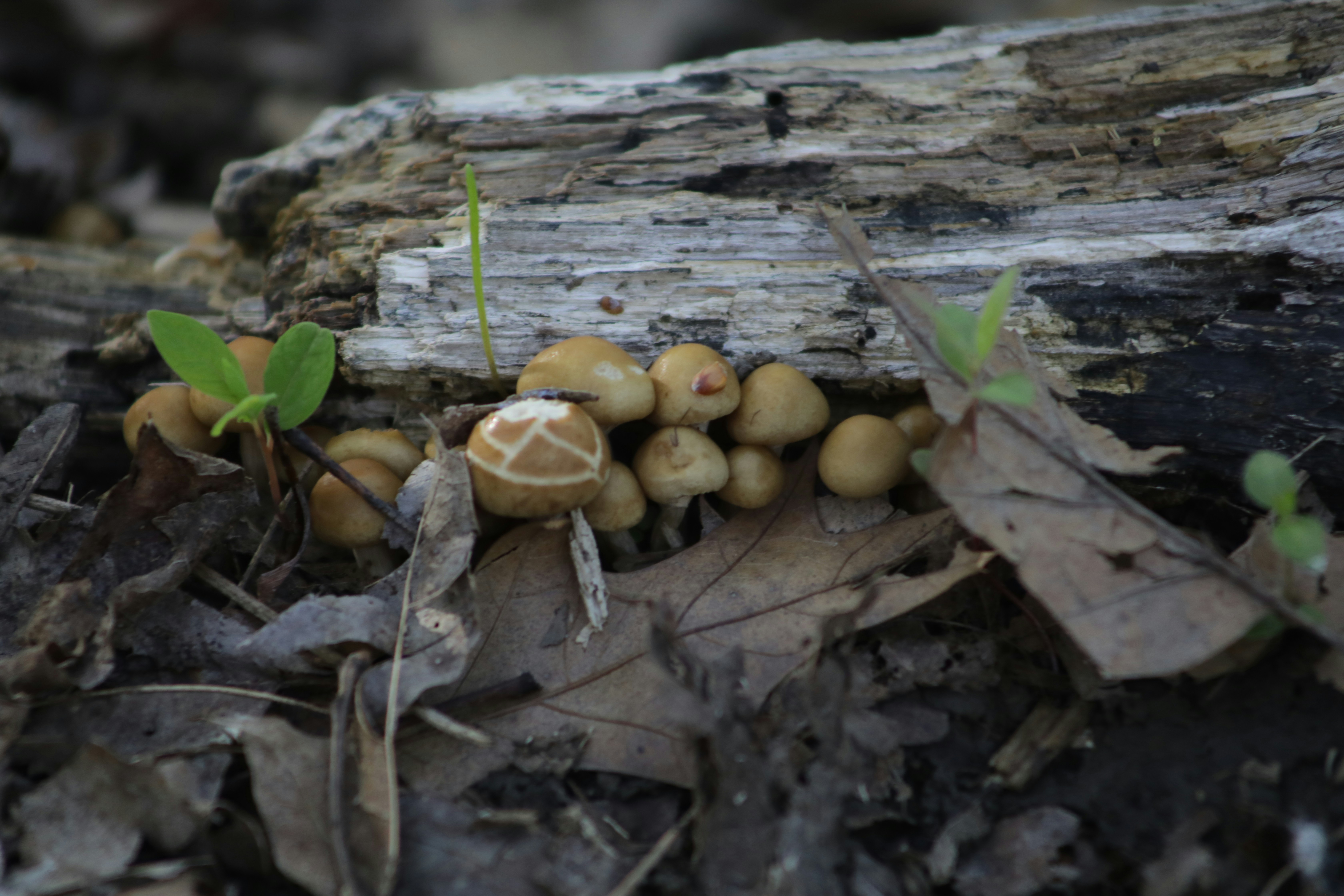 Photo by sarahscraftography