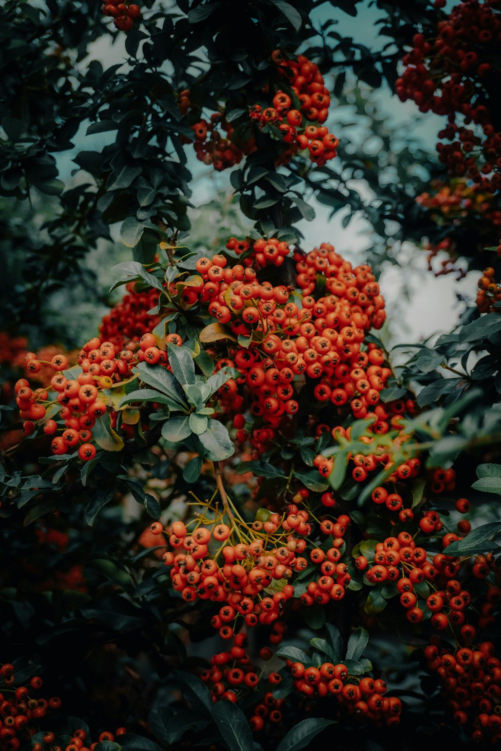 a tree filled with lots of red berries