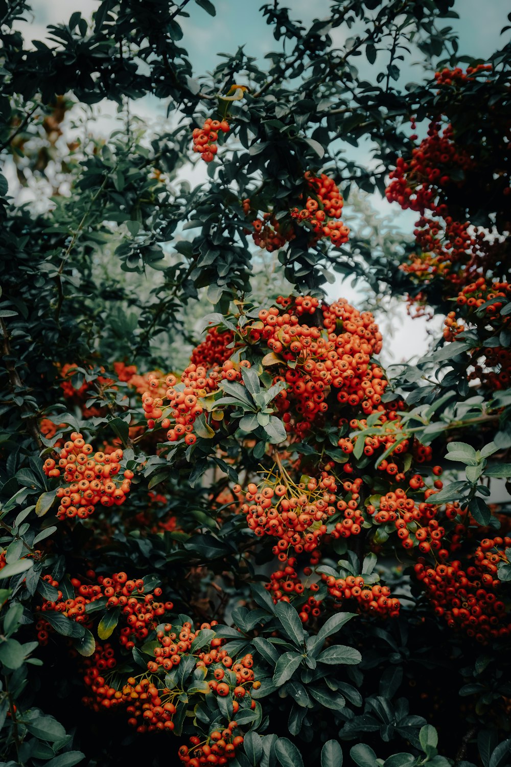 a tree filled with lots of red berries
