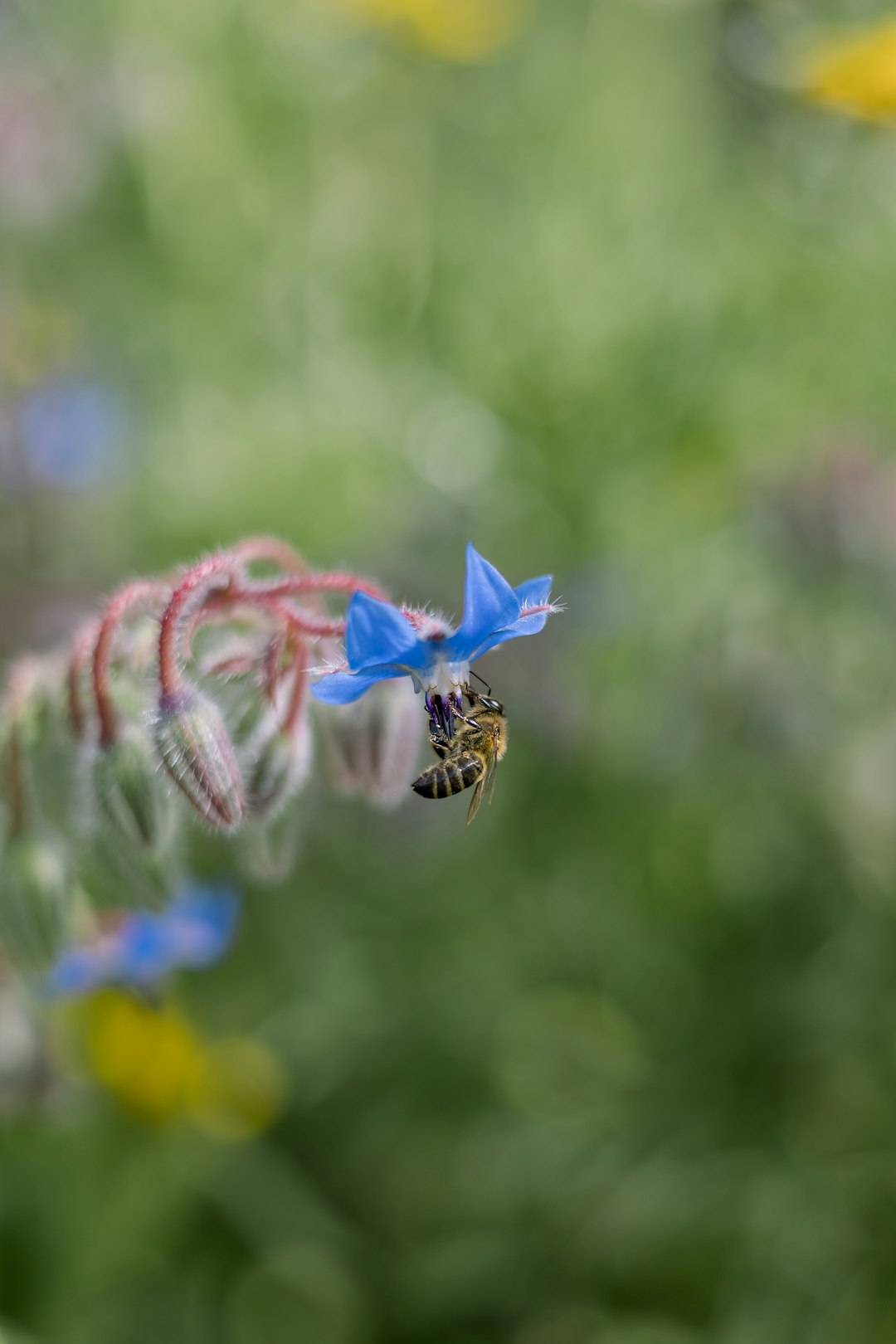 Bee and flower