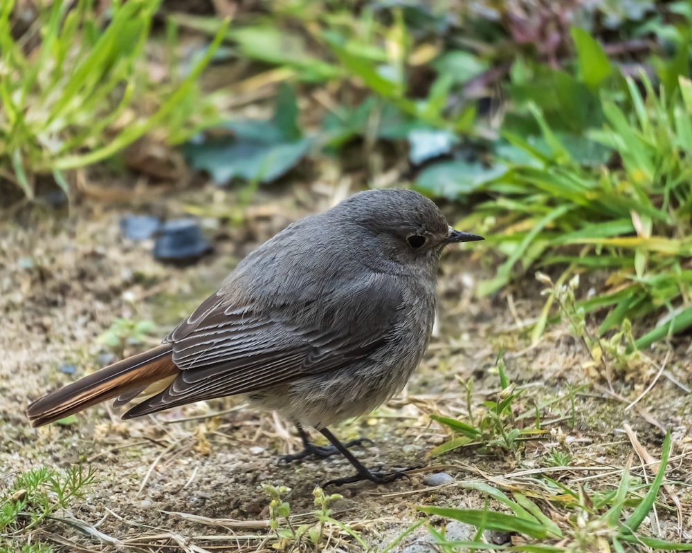 Un pajarito está parado en el suelo