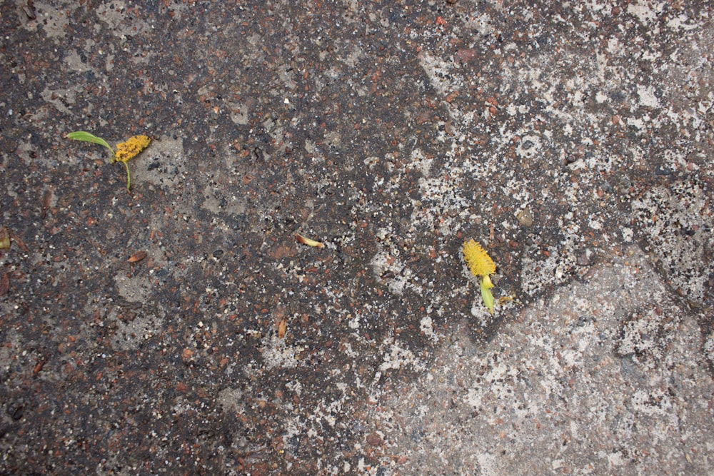 a couple of yellow flowers sitting on top of a sidewalk