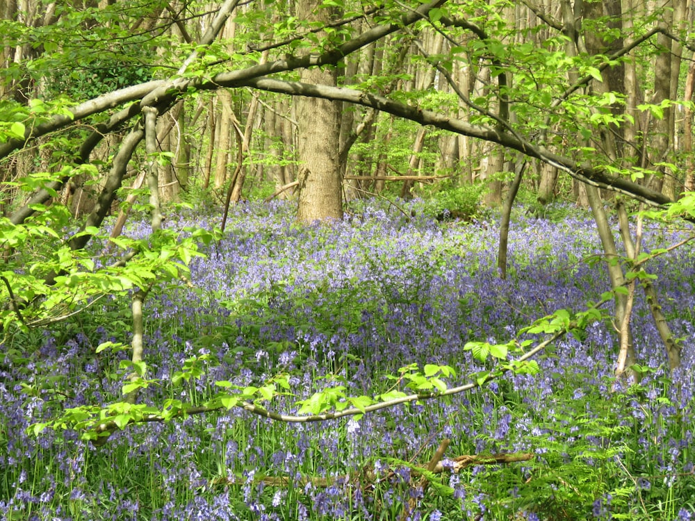 a forest filled with lots of bluebells and trees