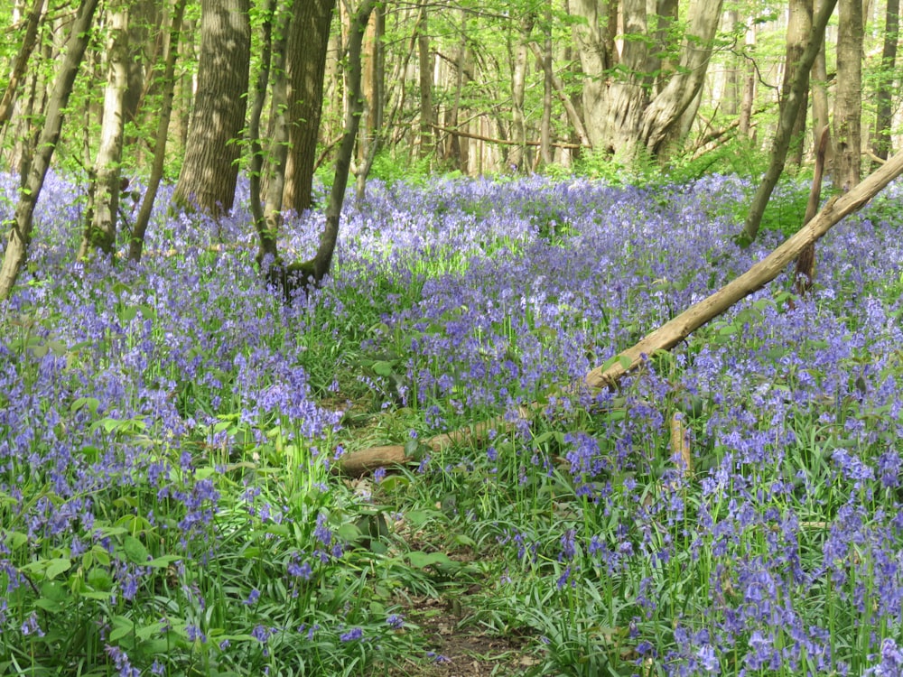 a forest filled with lots of purple flowers