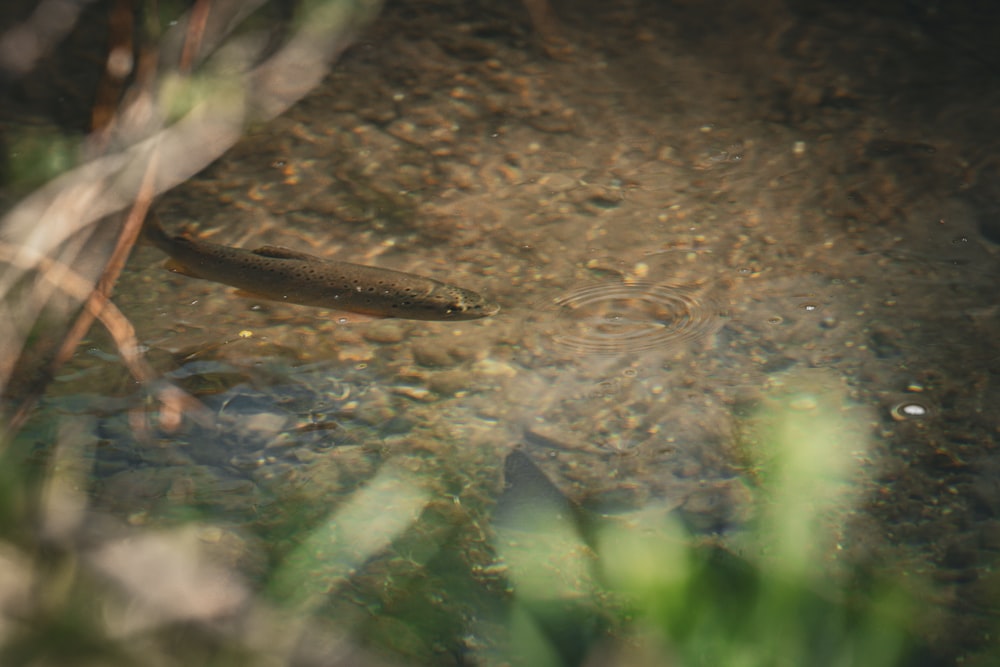 a small fish swimming in a pond of water