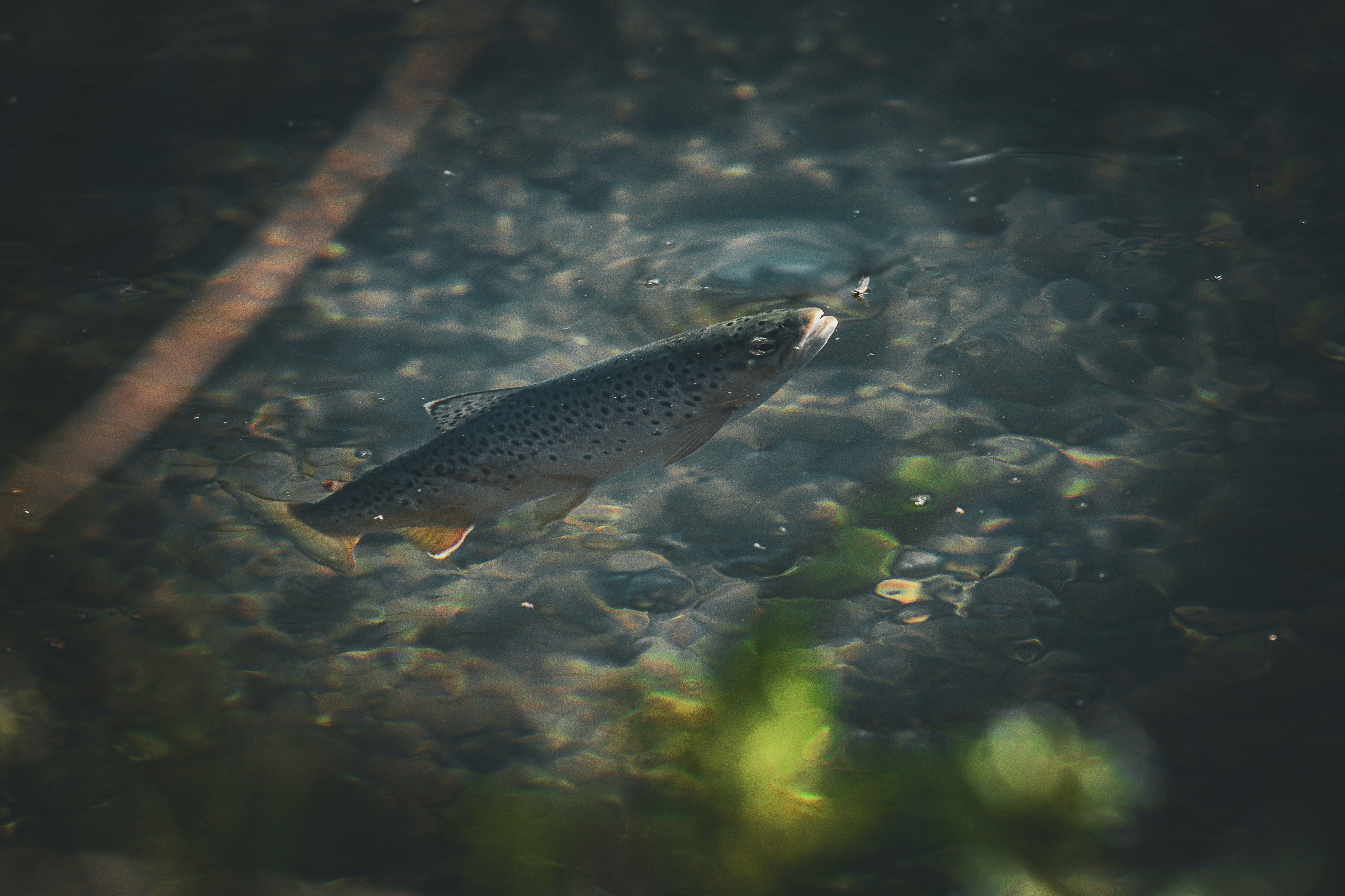 un pesce sta nuotando in uno specchio d'acqua