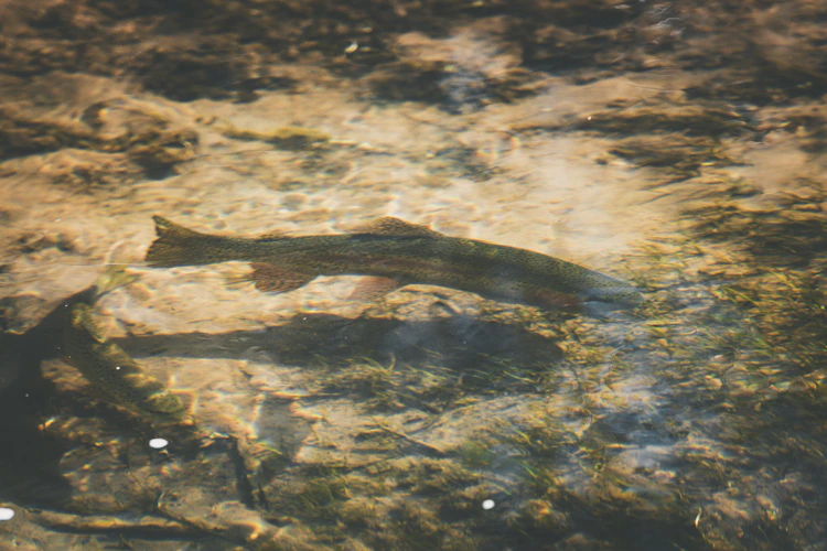 trout holding in a clear mountain stream