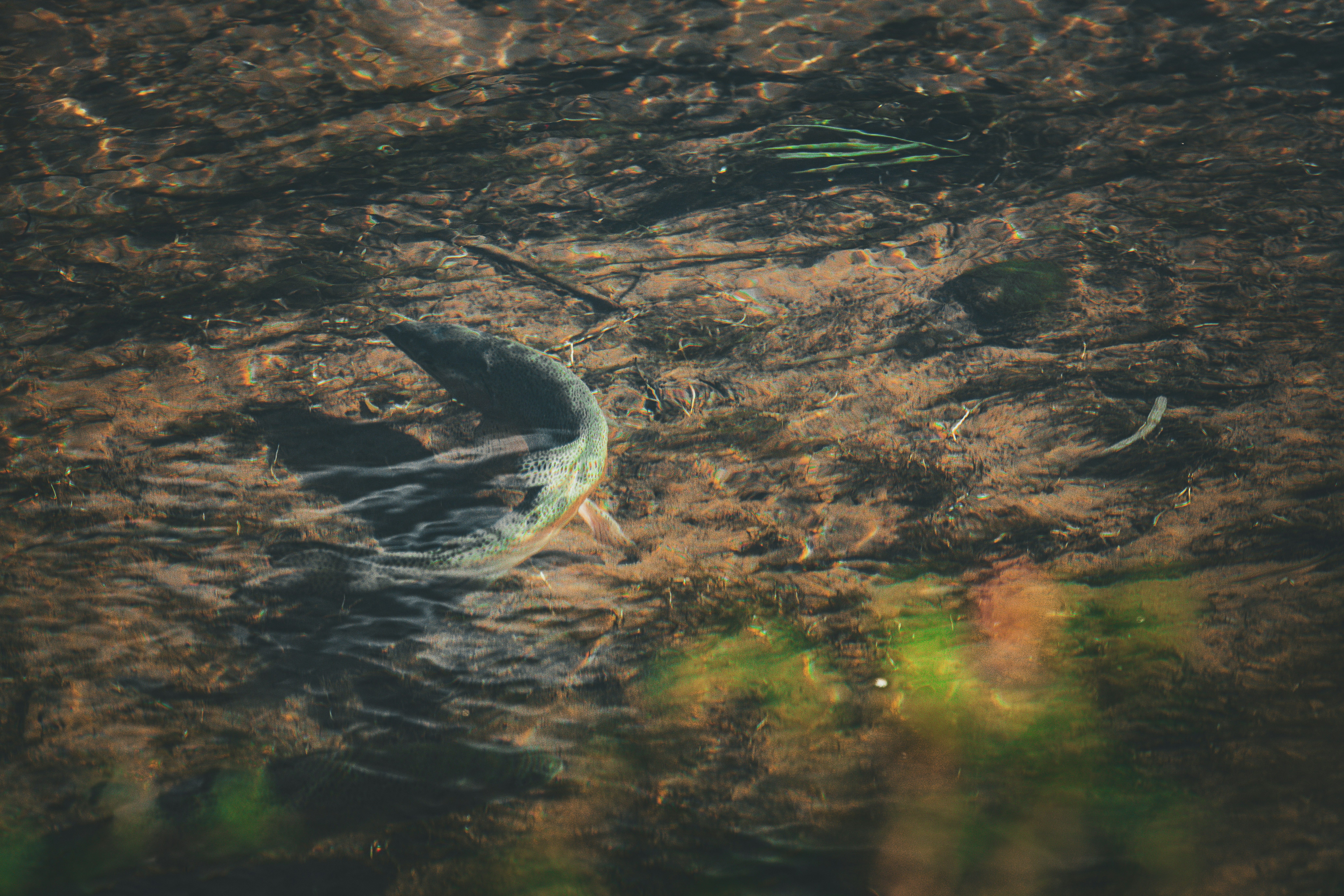 un pesciolino che nuota in uno specchio d'acqua