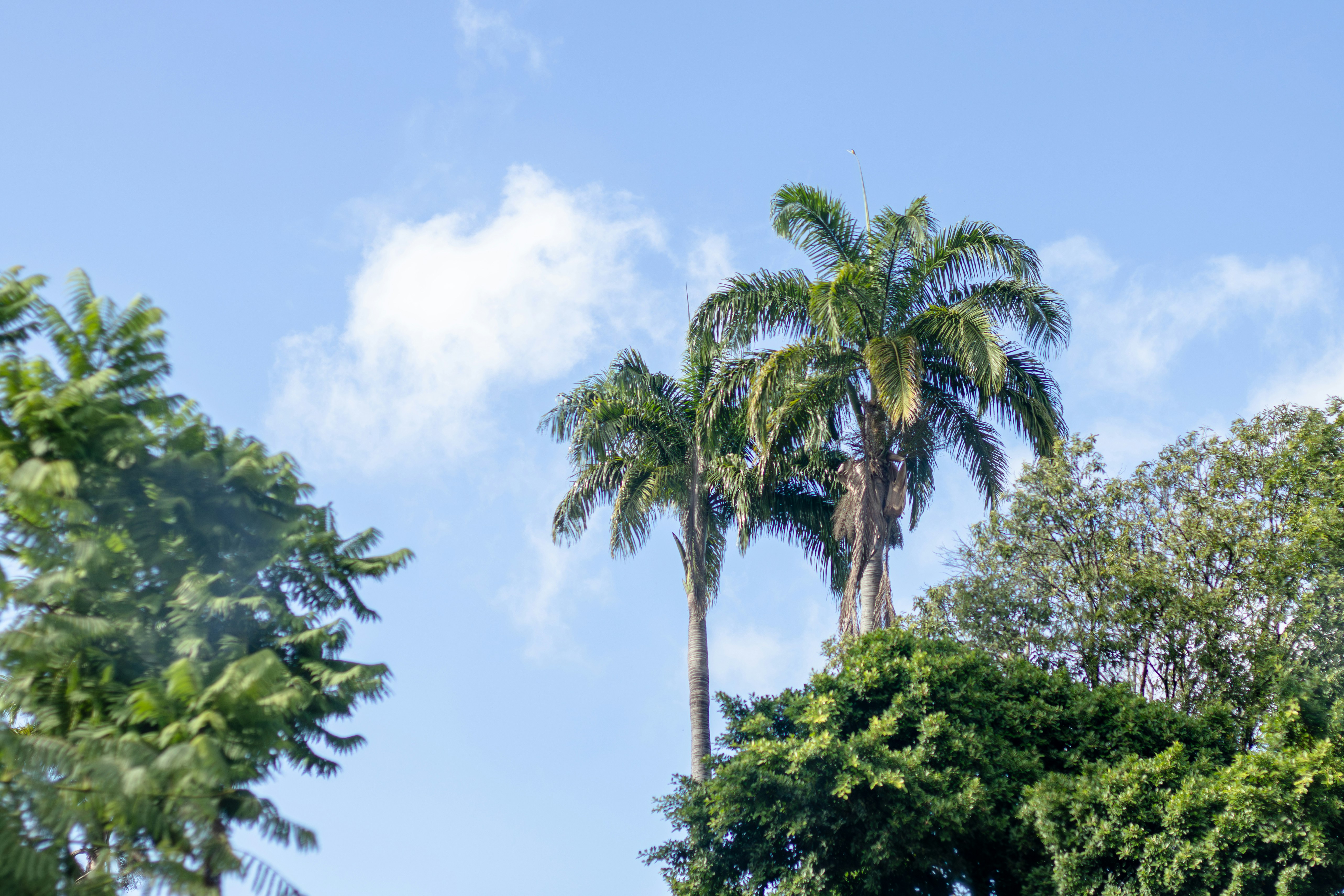 Photo by thiagojapyassu