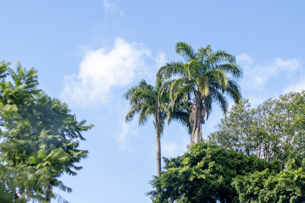 a group of palm trees with a blue sky in the background