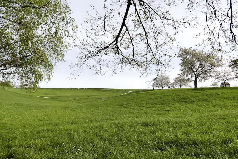 a grassy field with trees in the distance