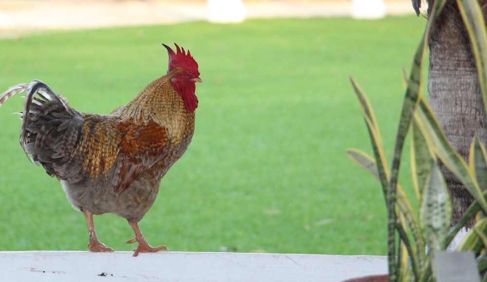 a rooster standing on a ledge in a yard