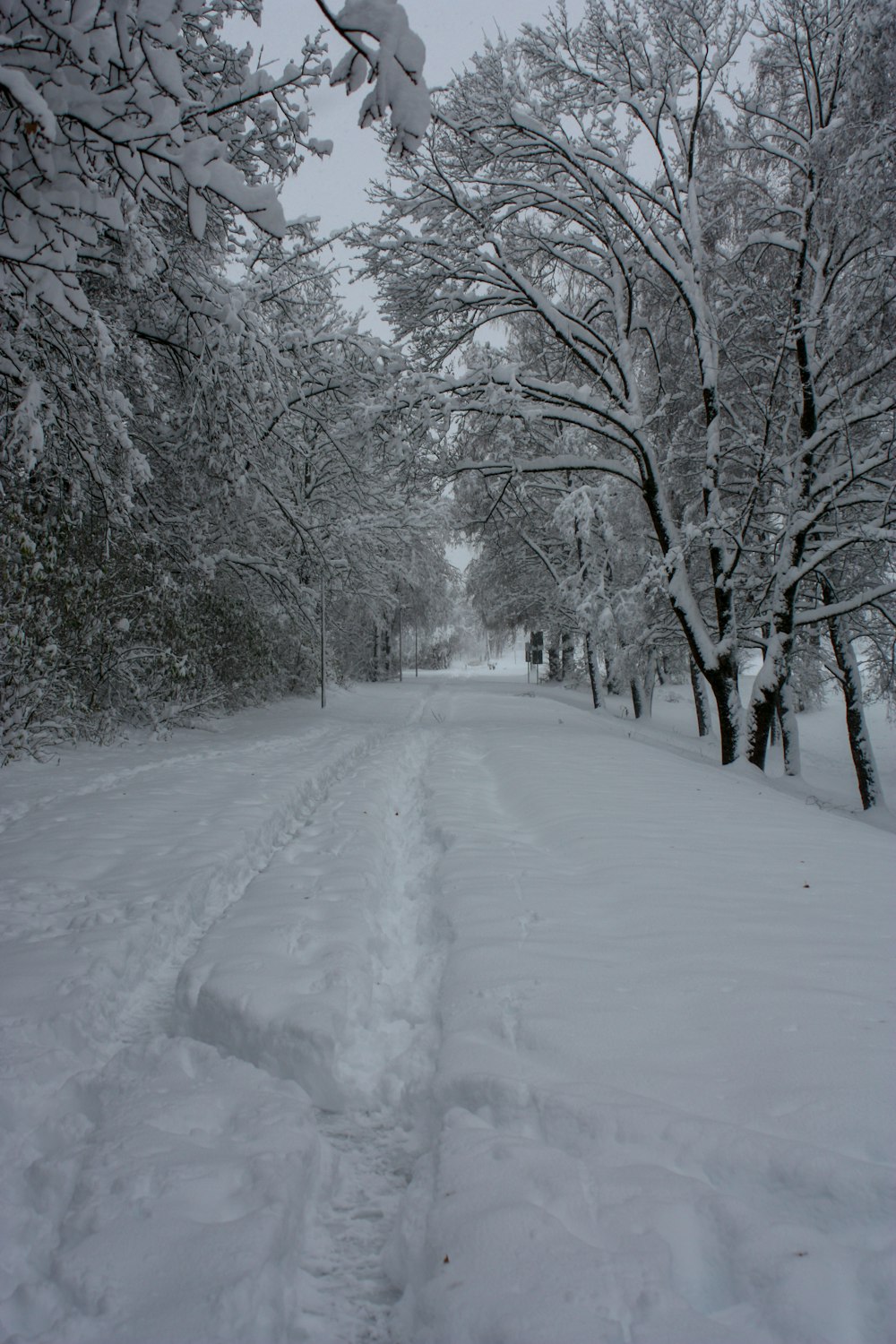 a snow covered road with trees on both sides