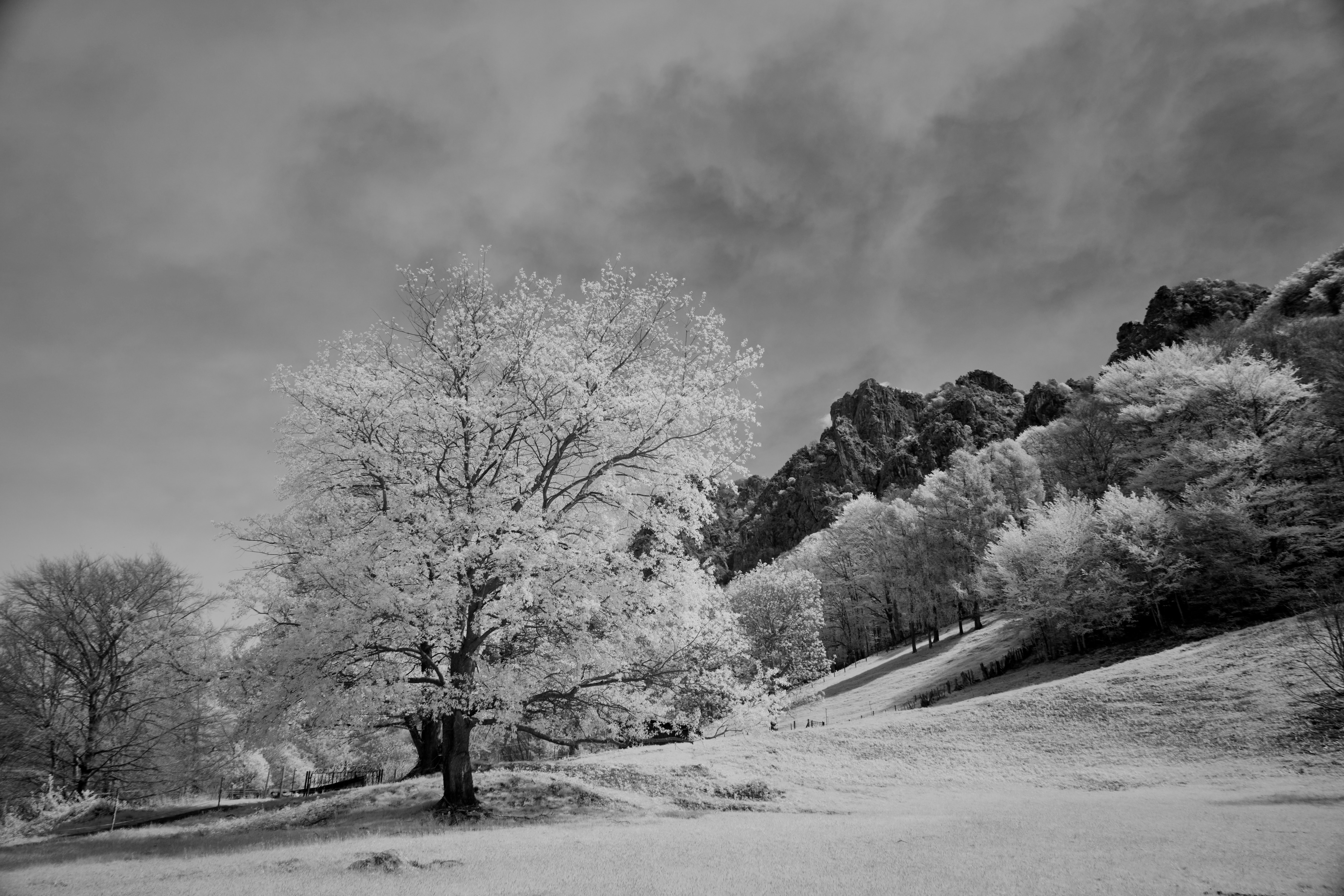 Arbres sous la neige - Vente de tirages photos et tableaux photo d'arbres  en hiver – In Tartiflette We Trust, image size:3000x2000