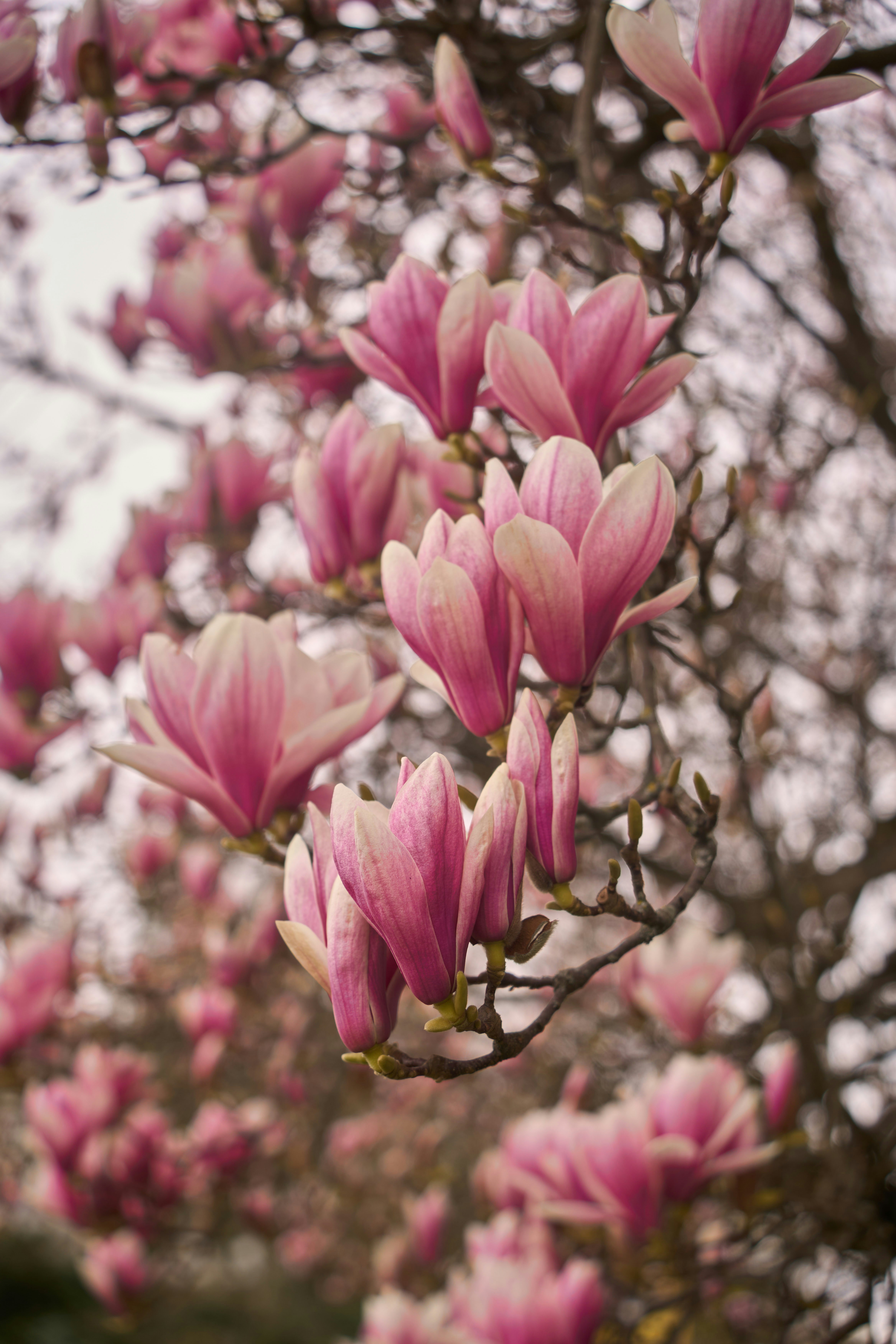 Photo by wolfgang_hasselmann