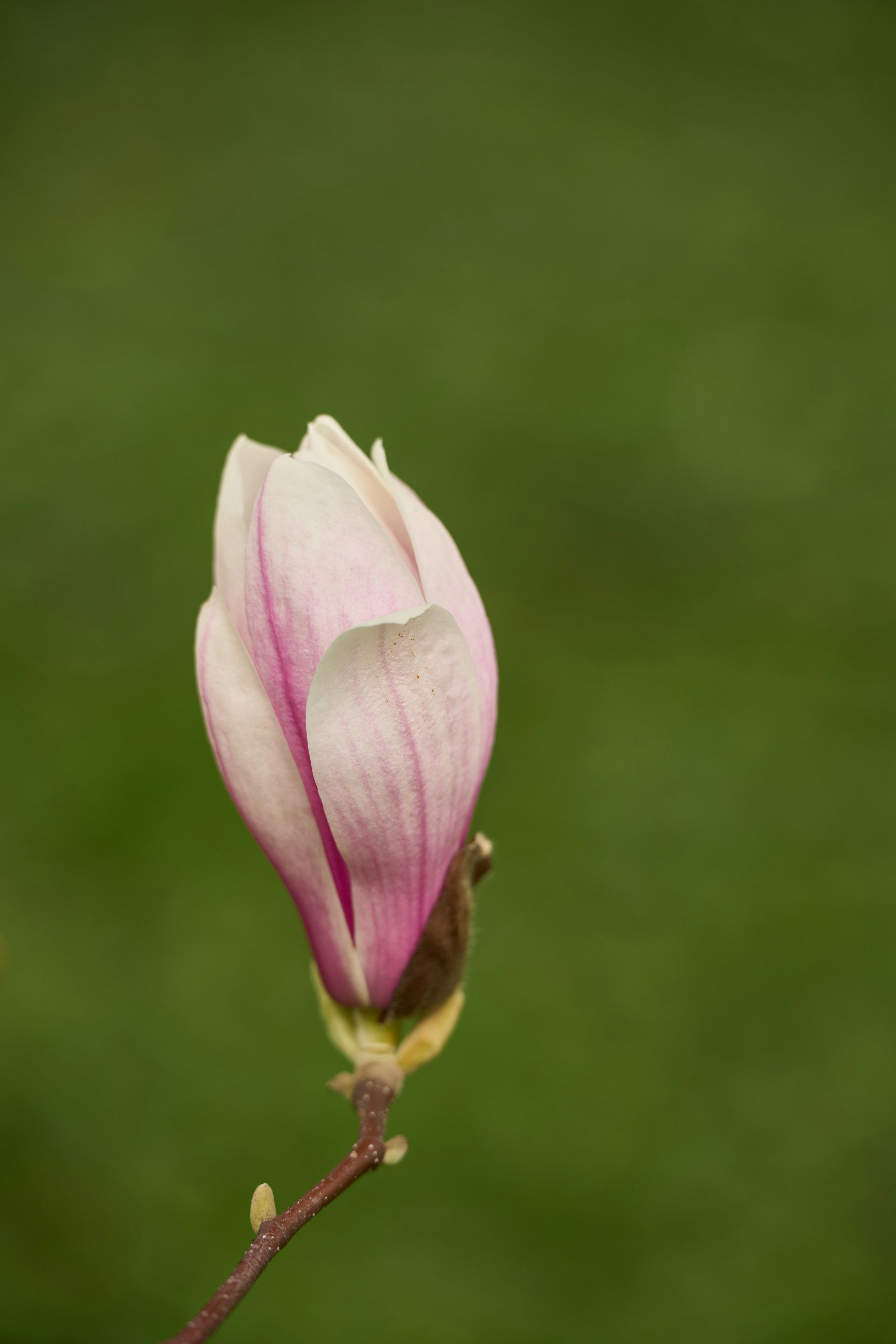 Photo by wolfgang_hasselmann