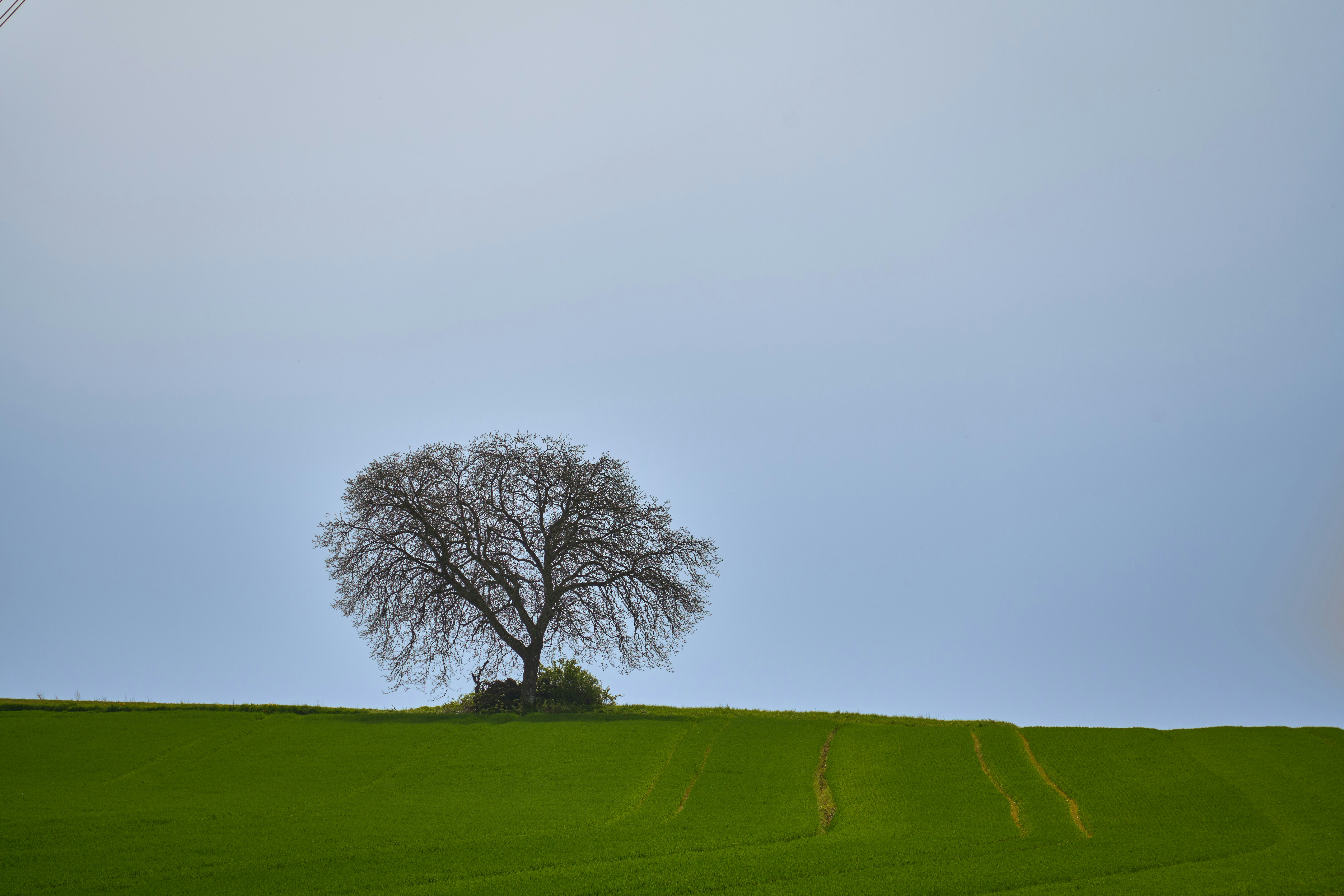 Photo by wolfgang_hasselmann