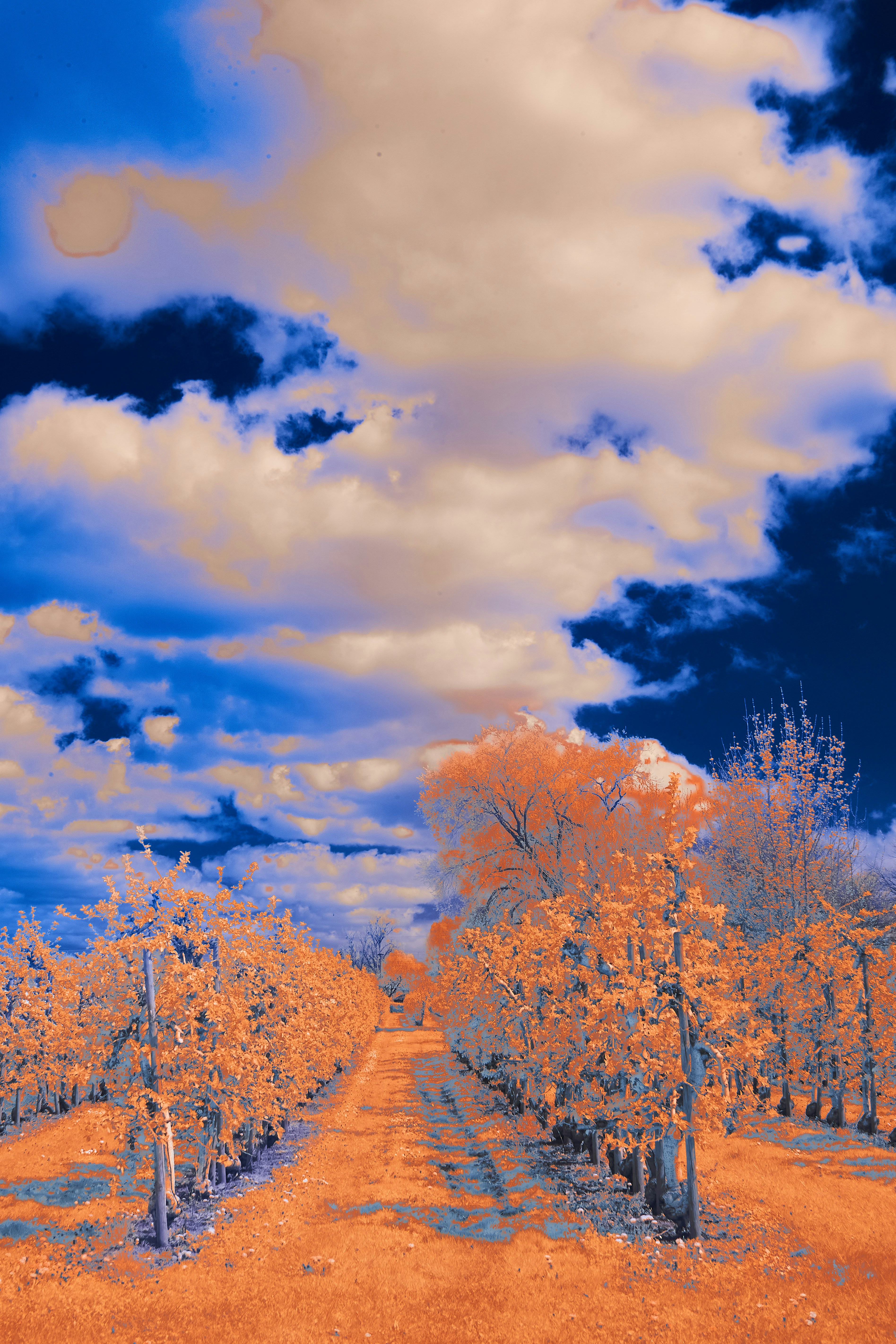 Photo by wolfgang_hasselmann