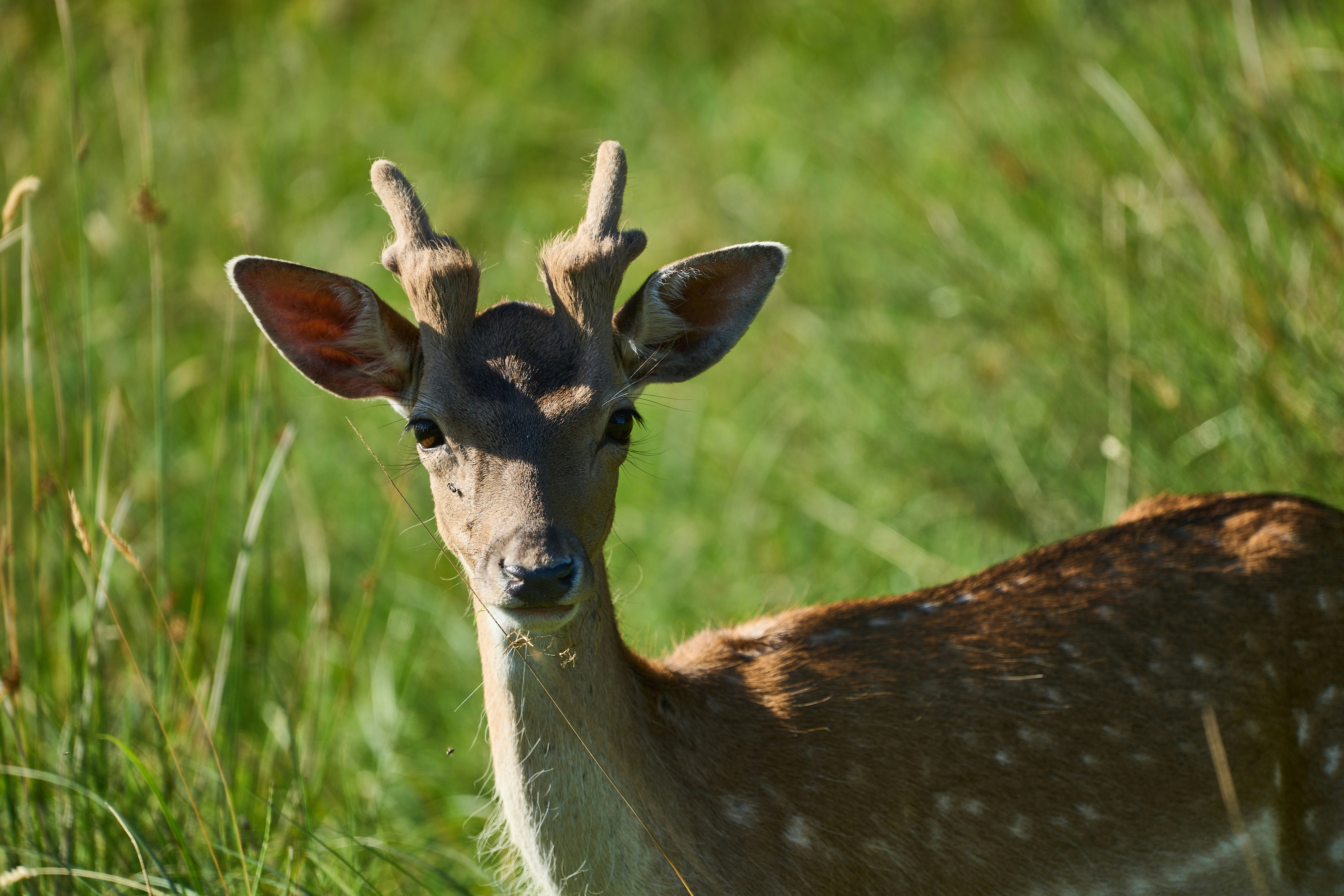 Photo by wolfgang_hasselmann