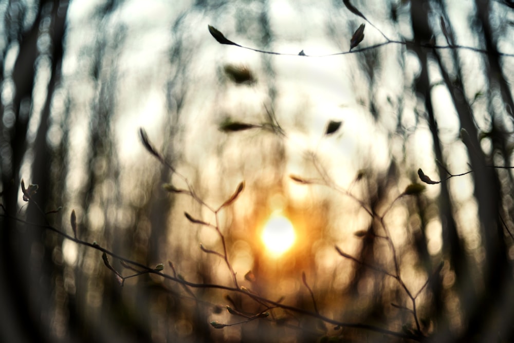 a blurry photo of the sun through some branches