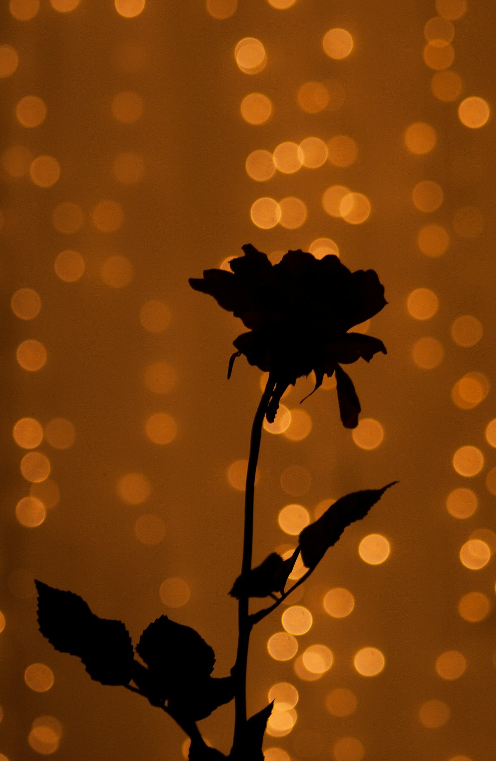 a single flower is silhouetted against a background of lights