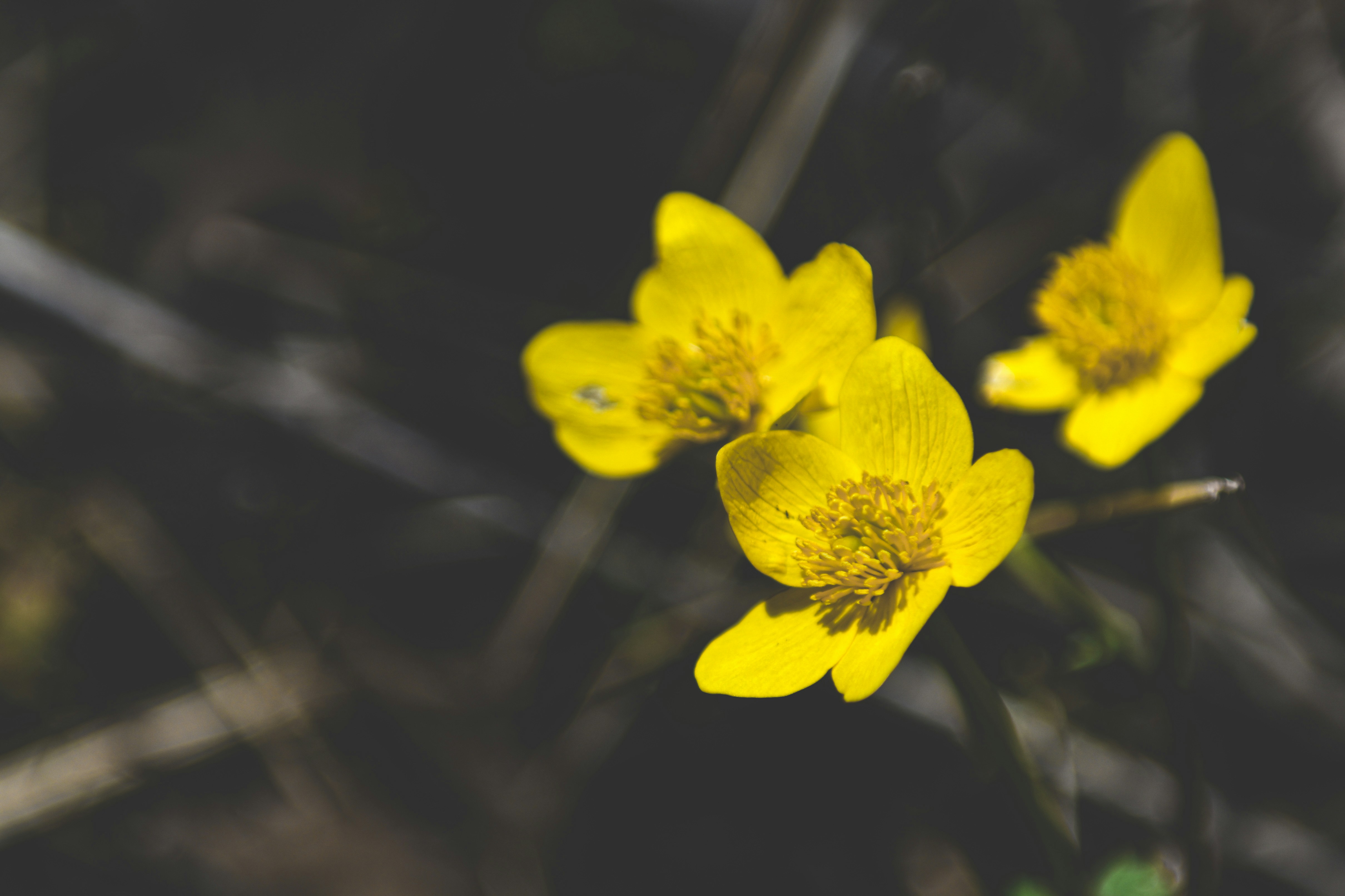 Photo by freefolkphoto