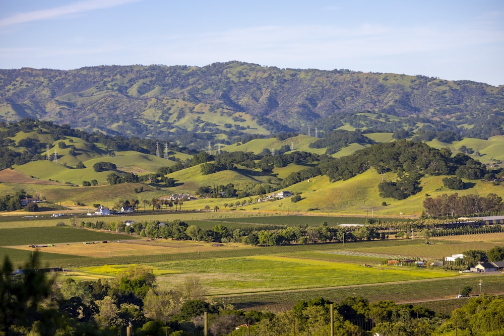 a lush green hillside covered in lots of trees