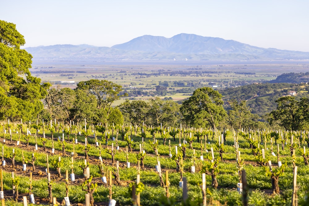 a field of trees with mountains in the background