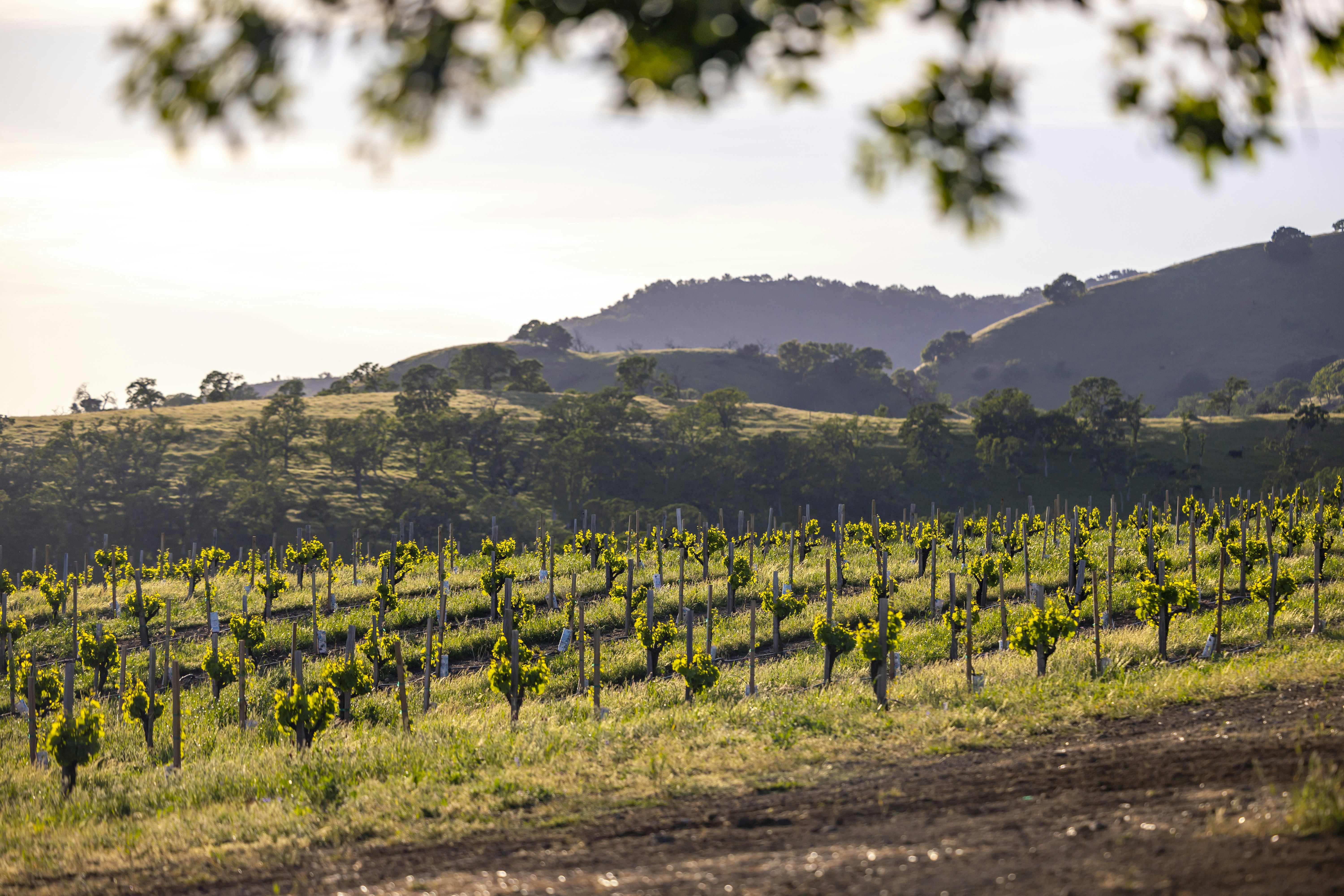 Photo by leo_visions_