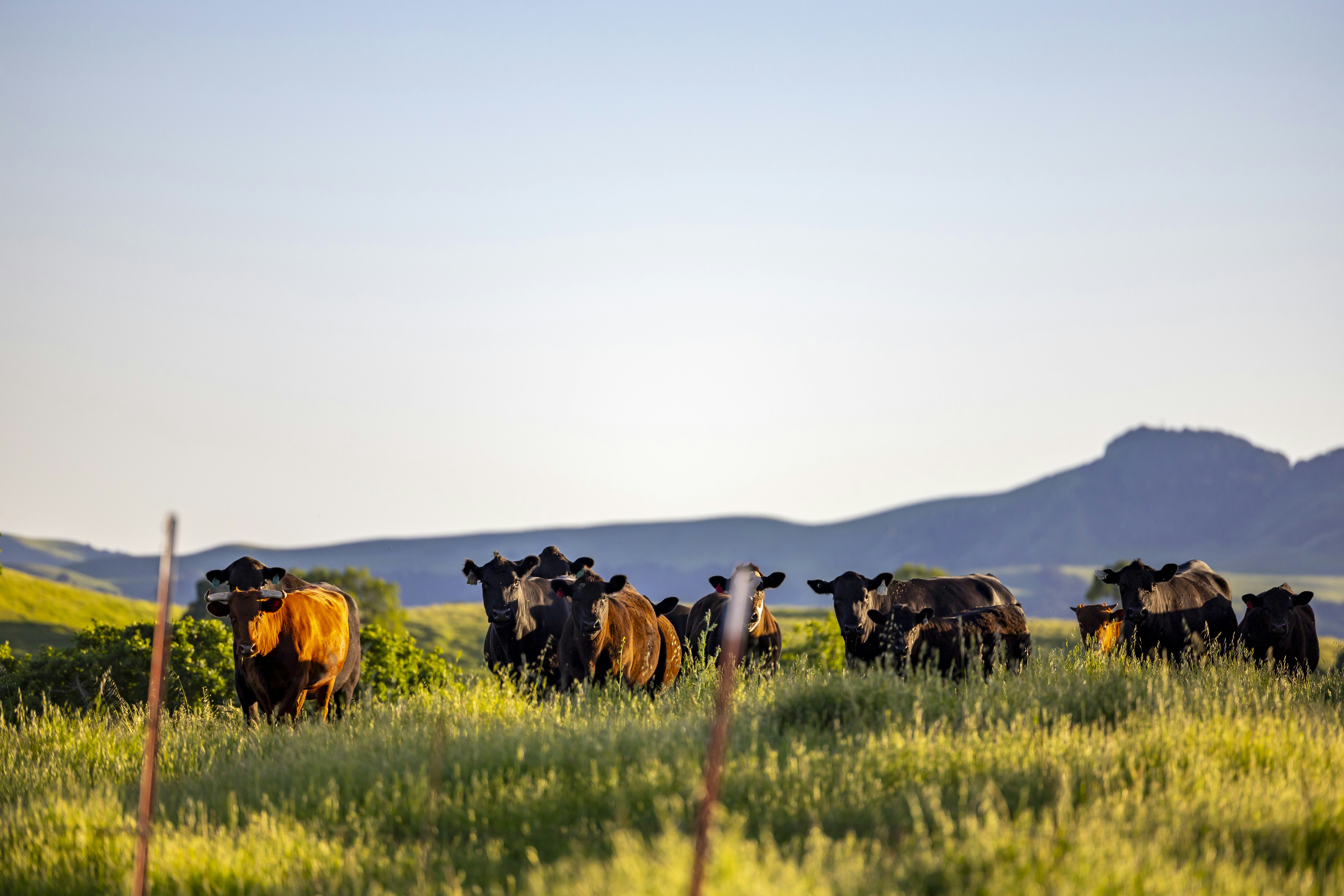 Photo by leo_visions_