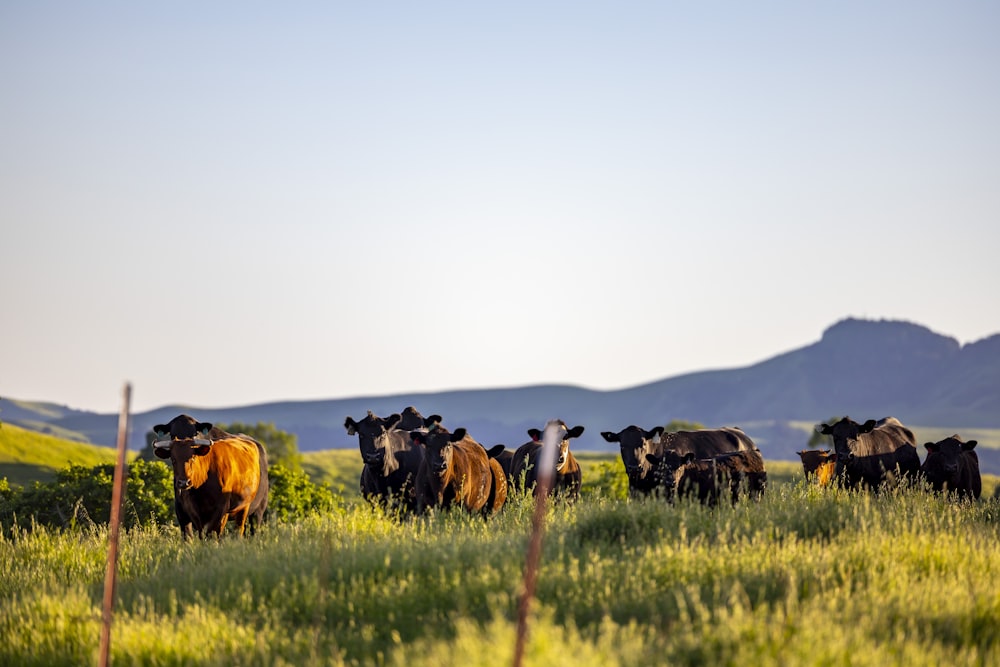 a herd of cattle standing on top of a lush green field