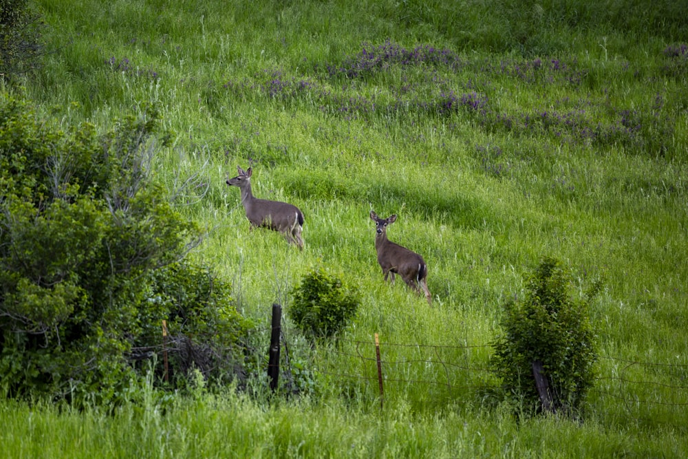 a couple of deer standing on top of a lush green field