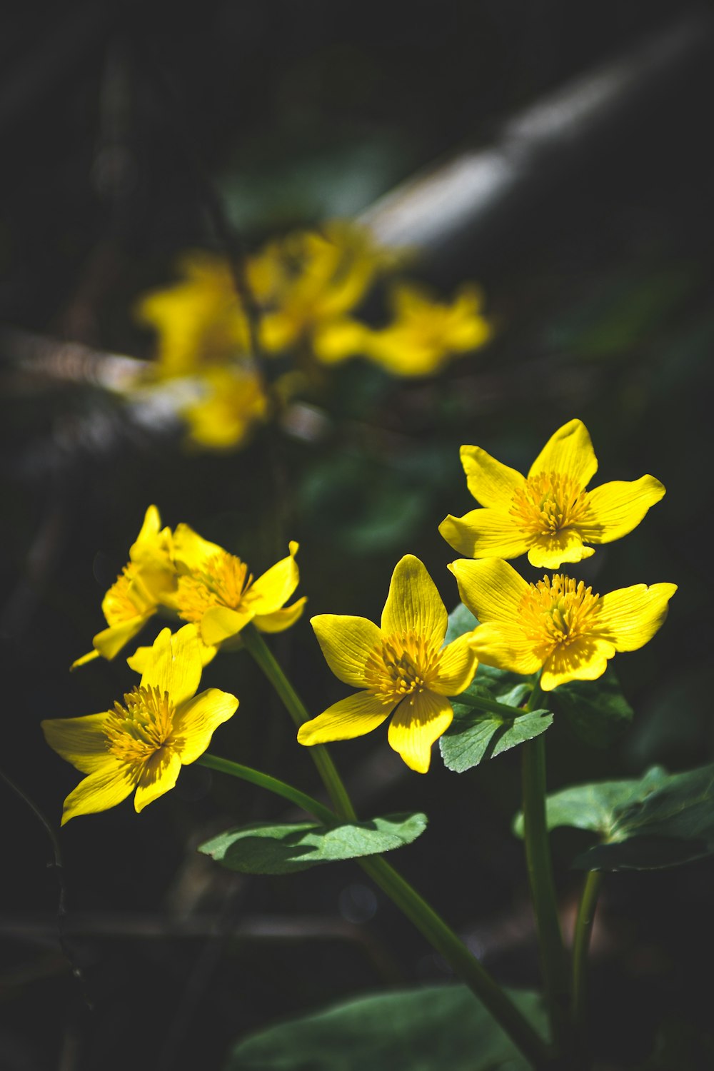 a group of yellow flowers sitting on top of a lush green field