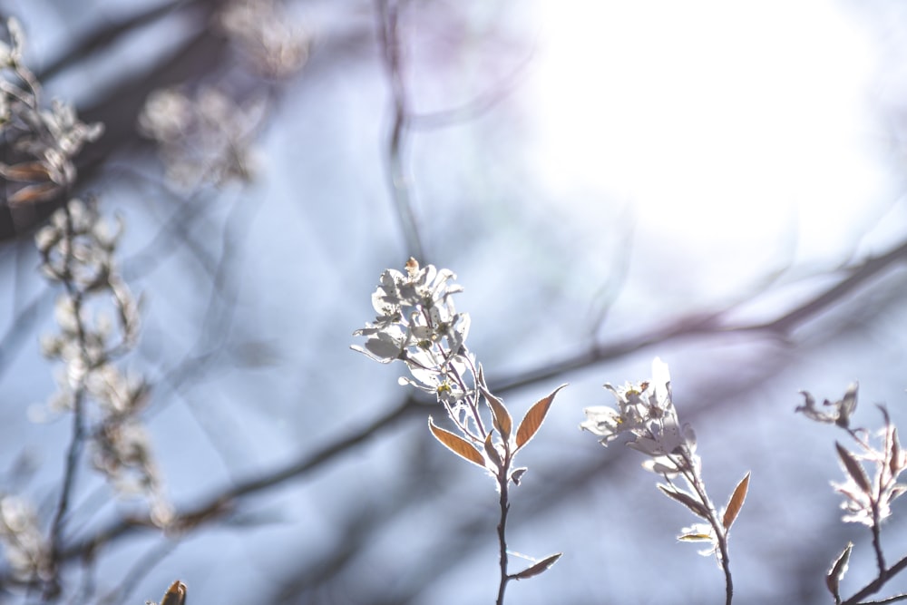 a close up of a tree branch with white flowers