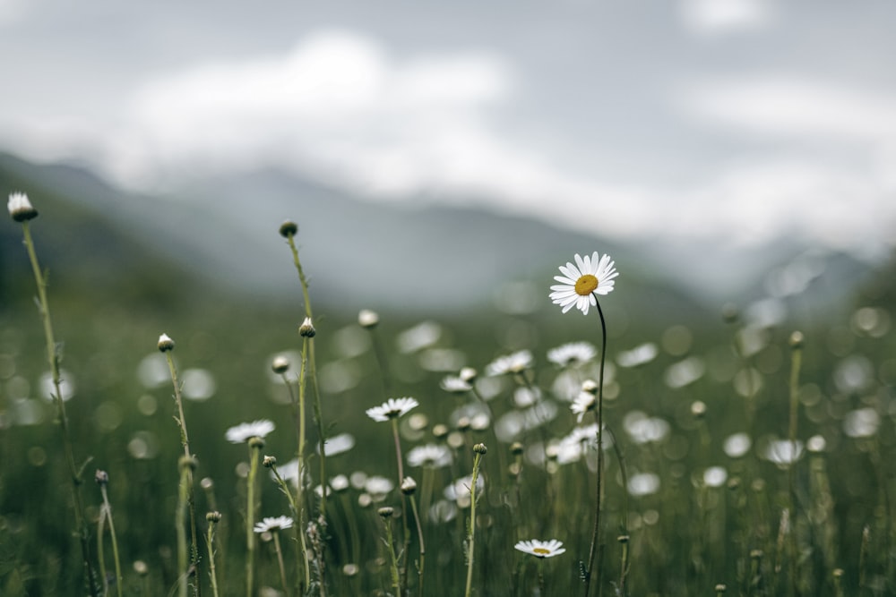 a field of grass with a single daisy in the middle of it