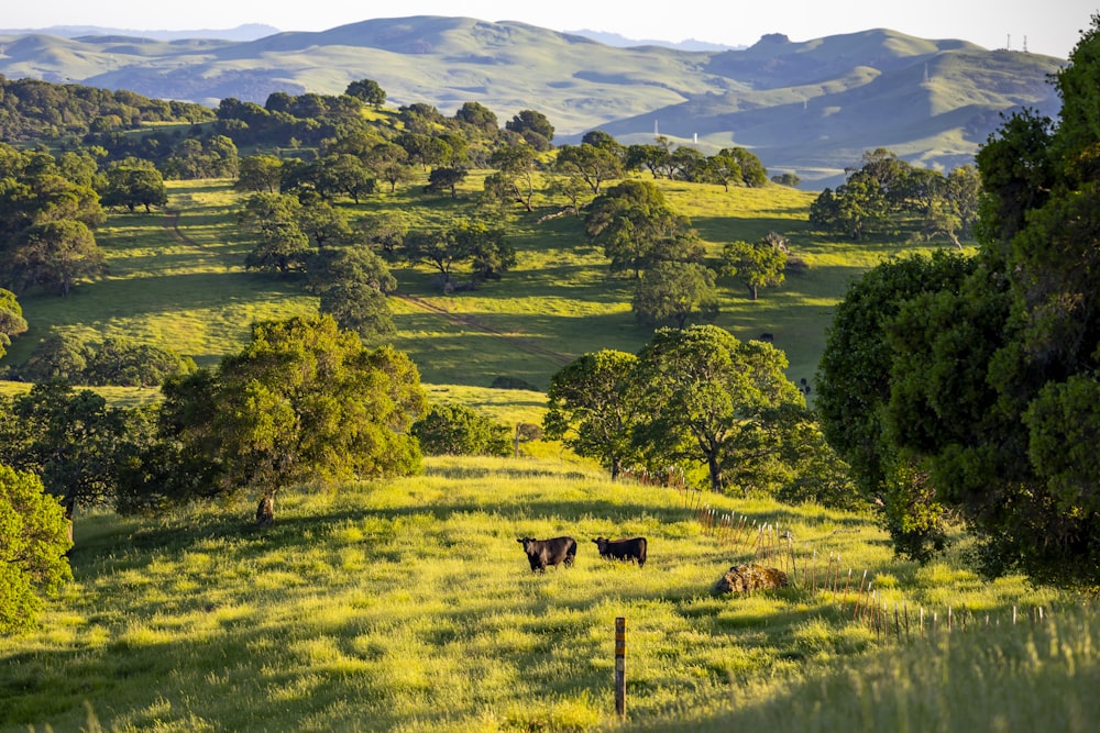 a herd of cattle grazing on a lush green hillside