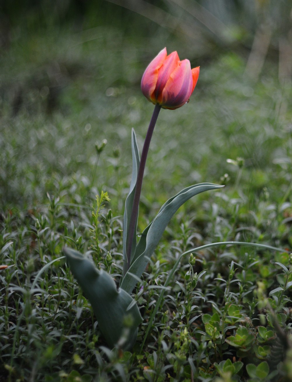 a single pink tulip in a field of green grass