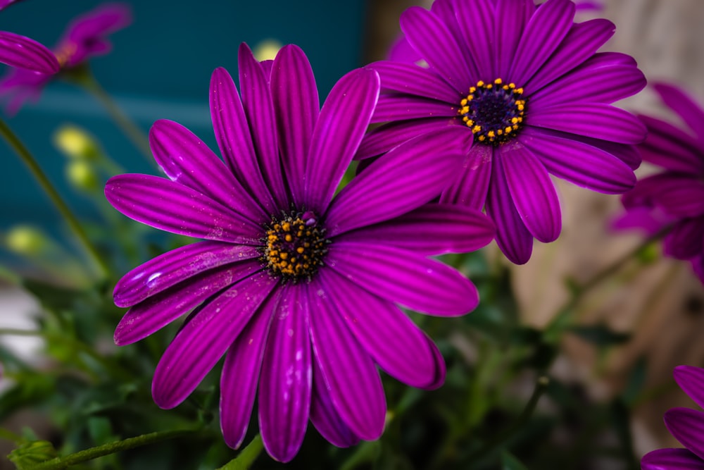 a close up of a bunch of purple flowers