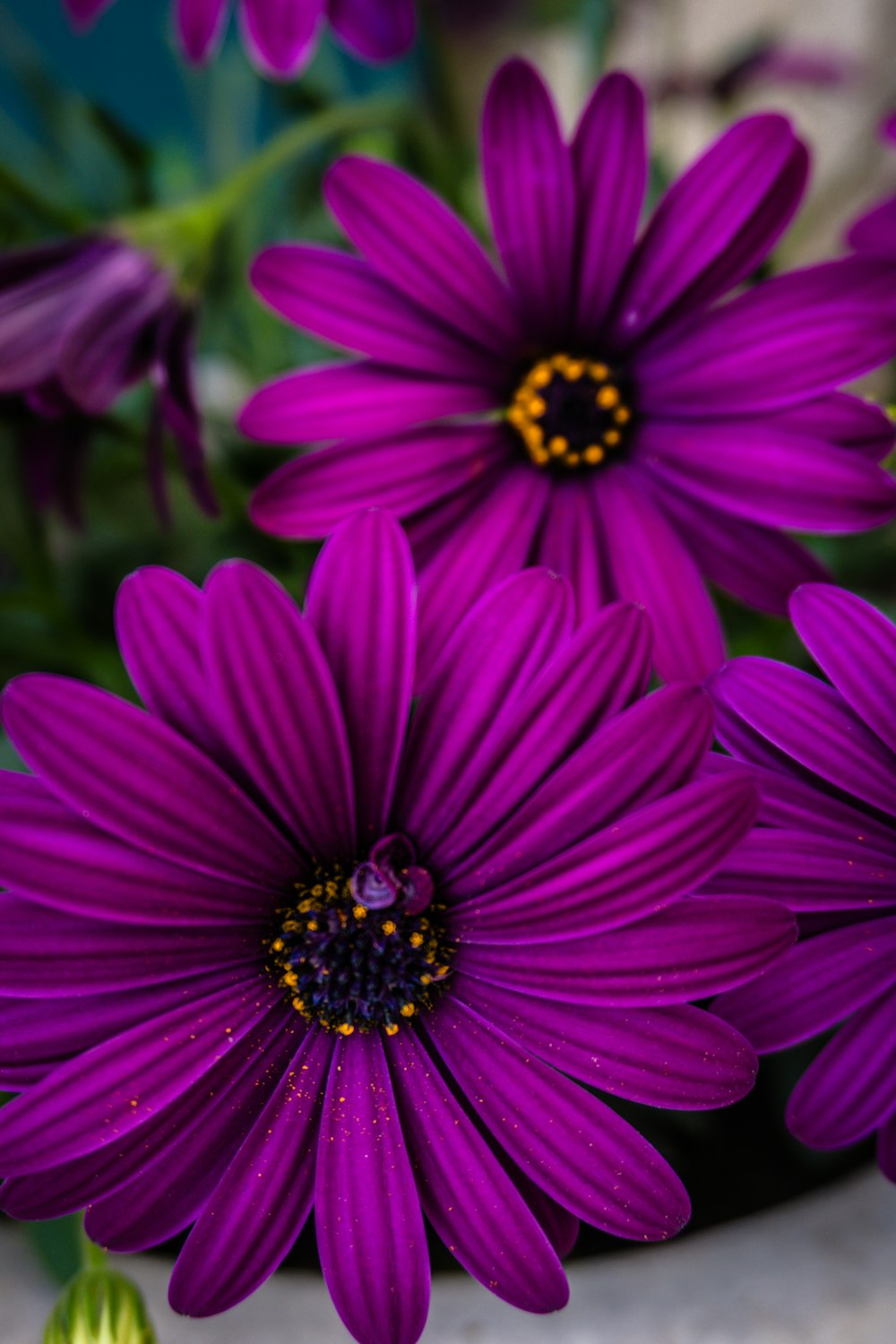 a bunch of purple flowers sitting on top of a table