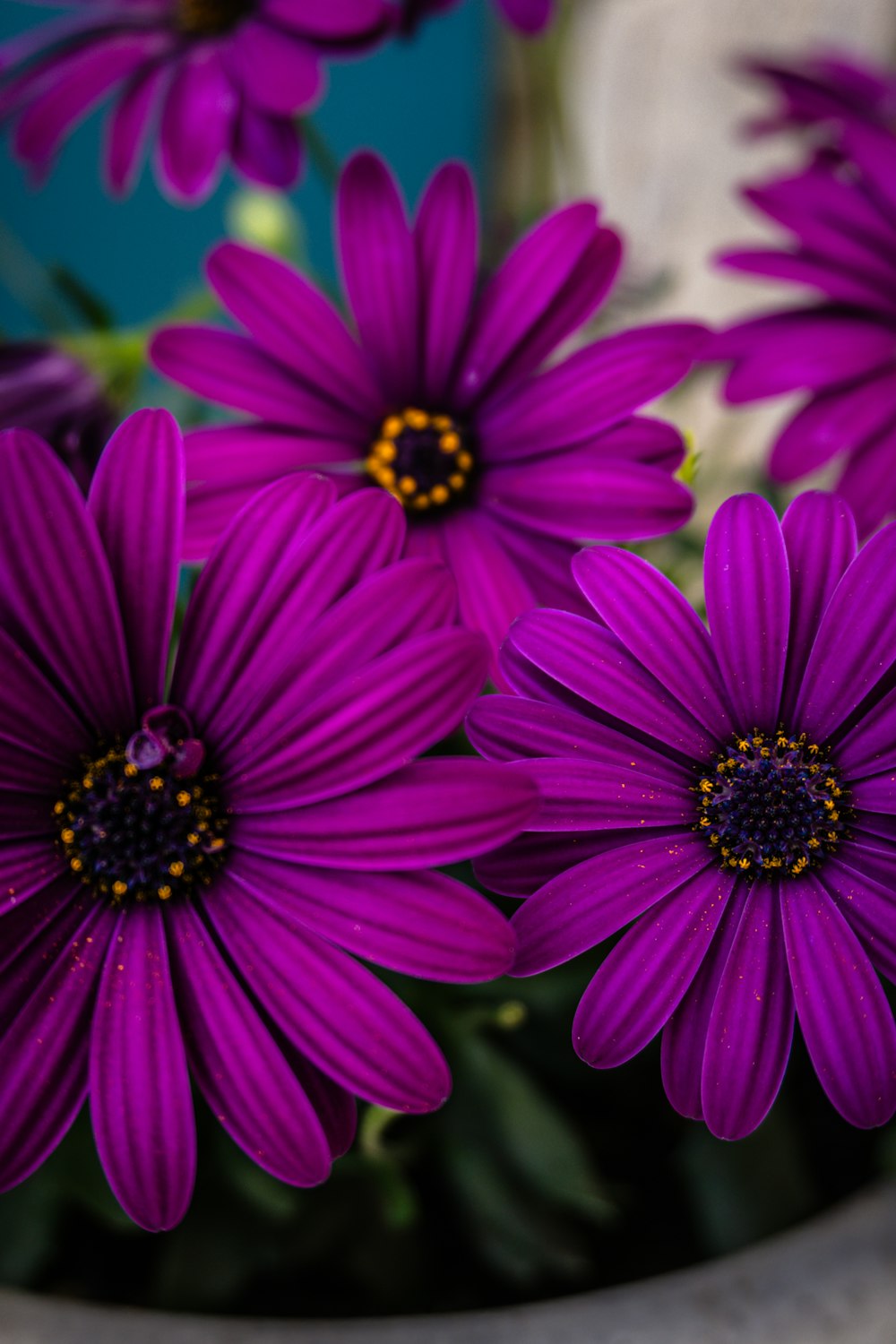 a close up of purple flowers in a vase