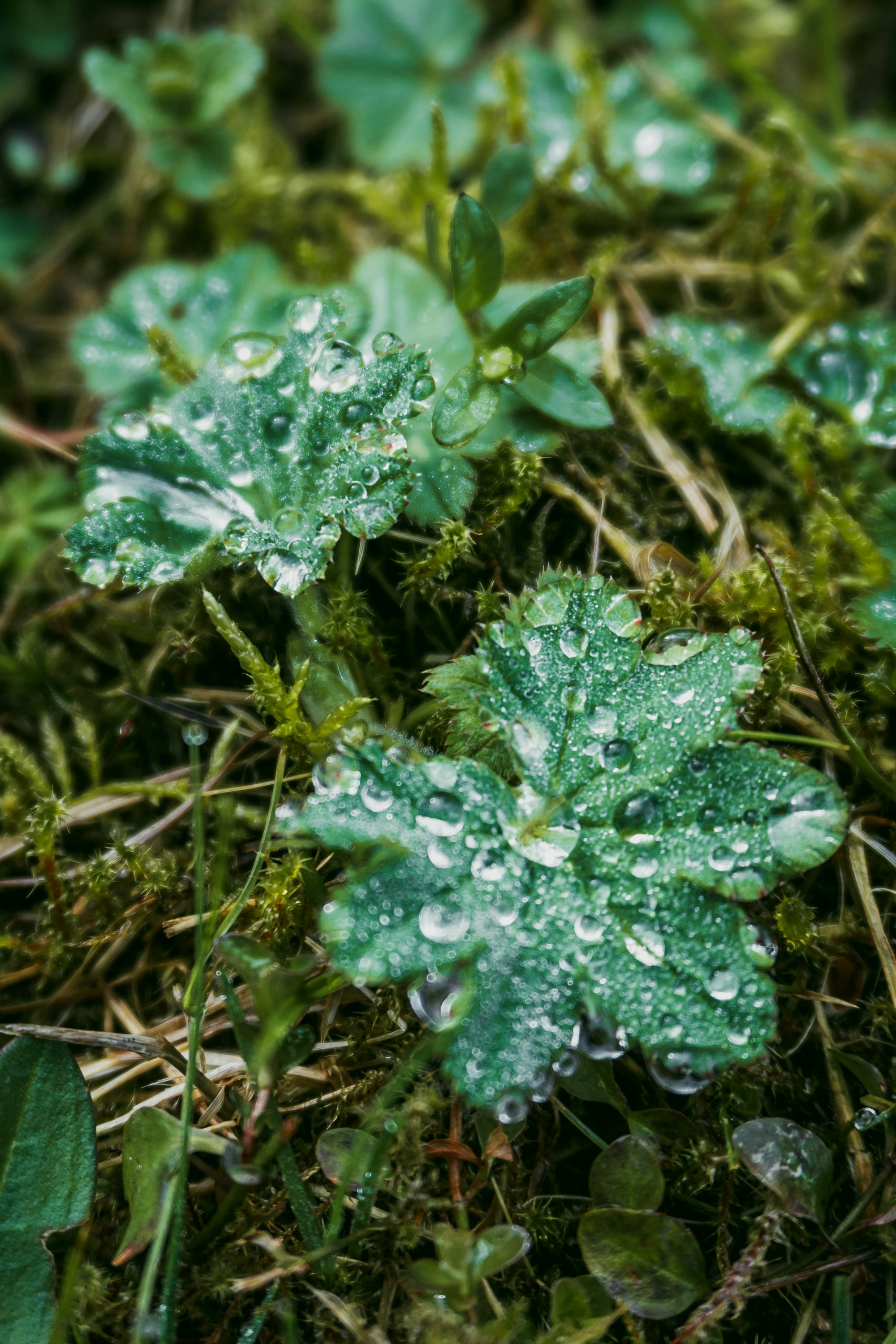 Photo by nicola_welner