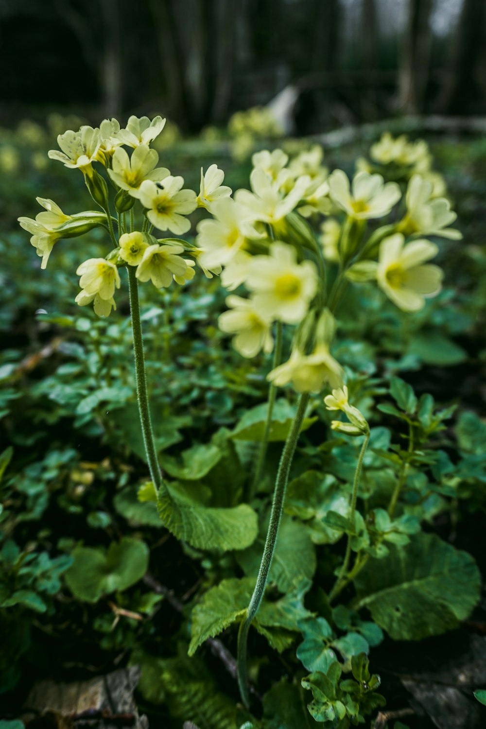 a bunch of flowers that are in the grass