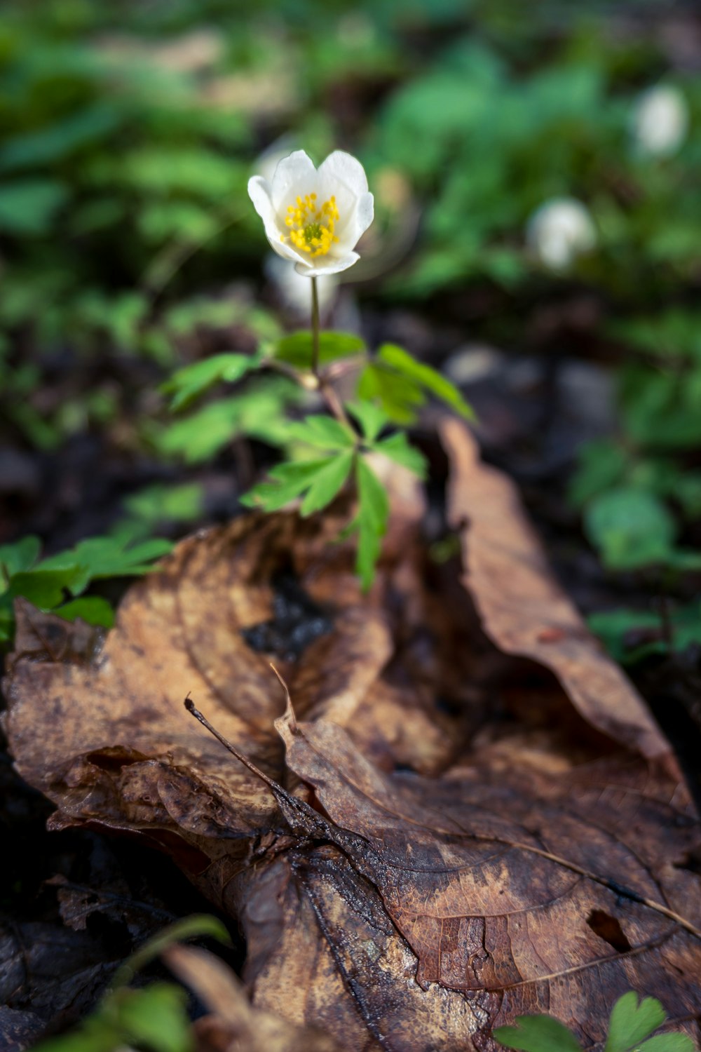 a small white flower sitting on top of a leaf covered ground